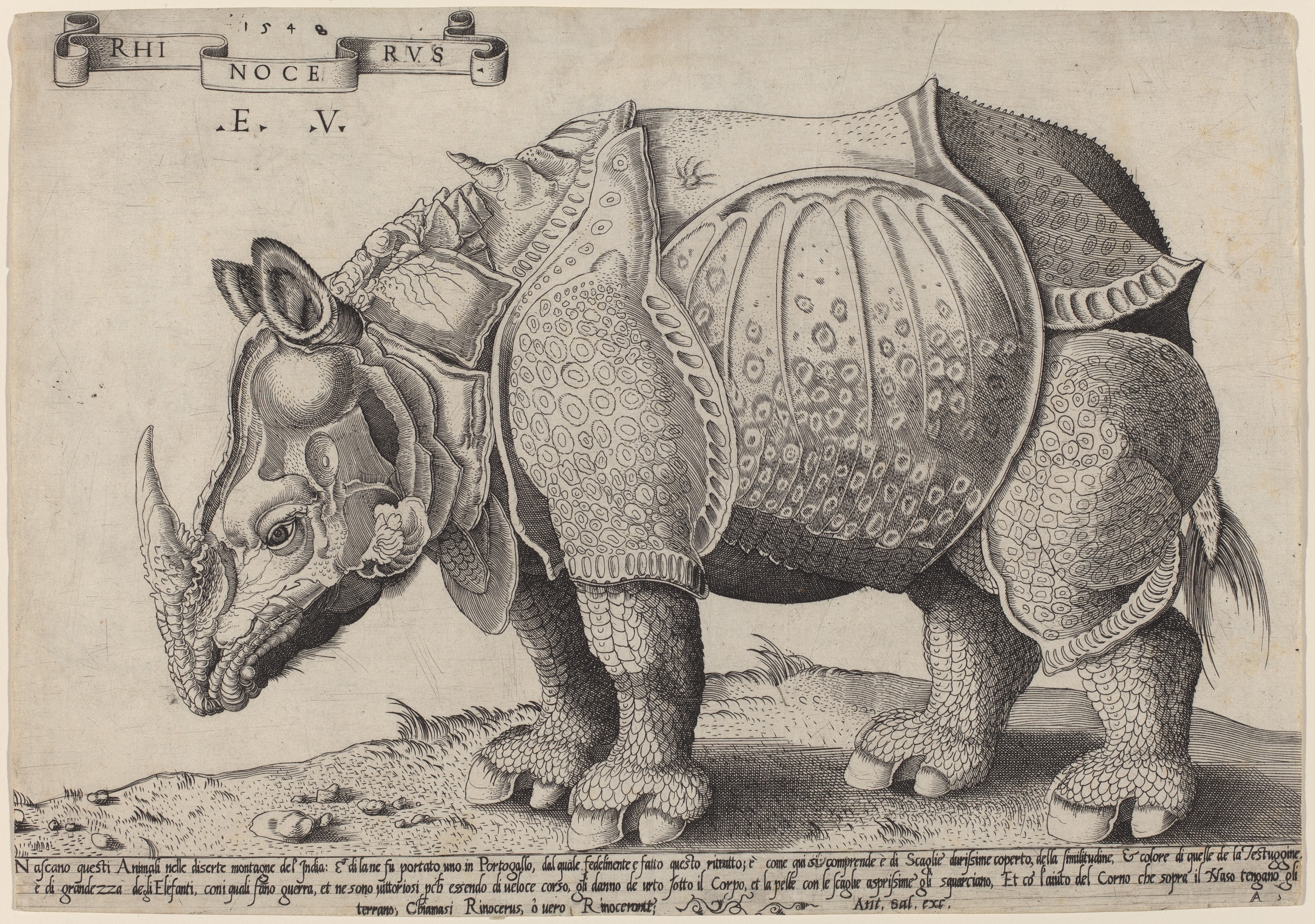 Rhinocéros Dürer 1515