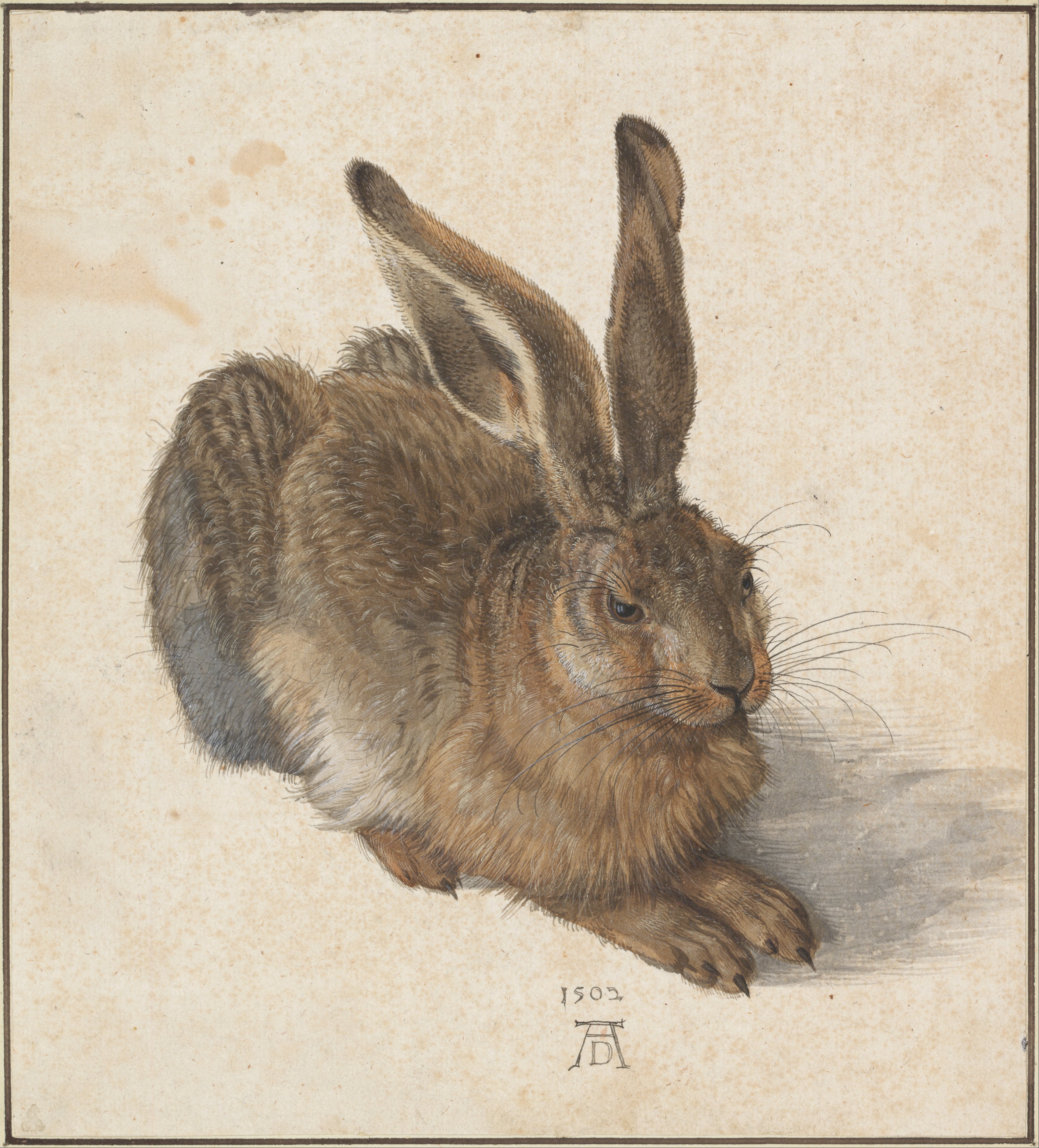 Lièvre Dürer