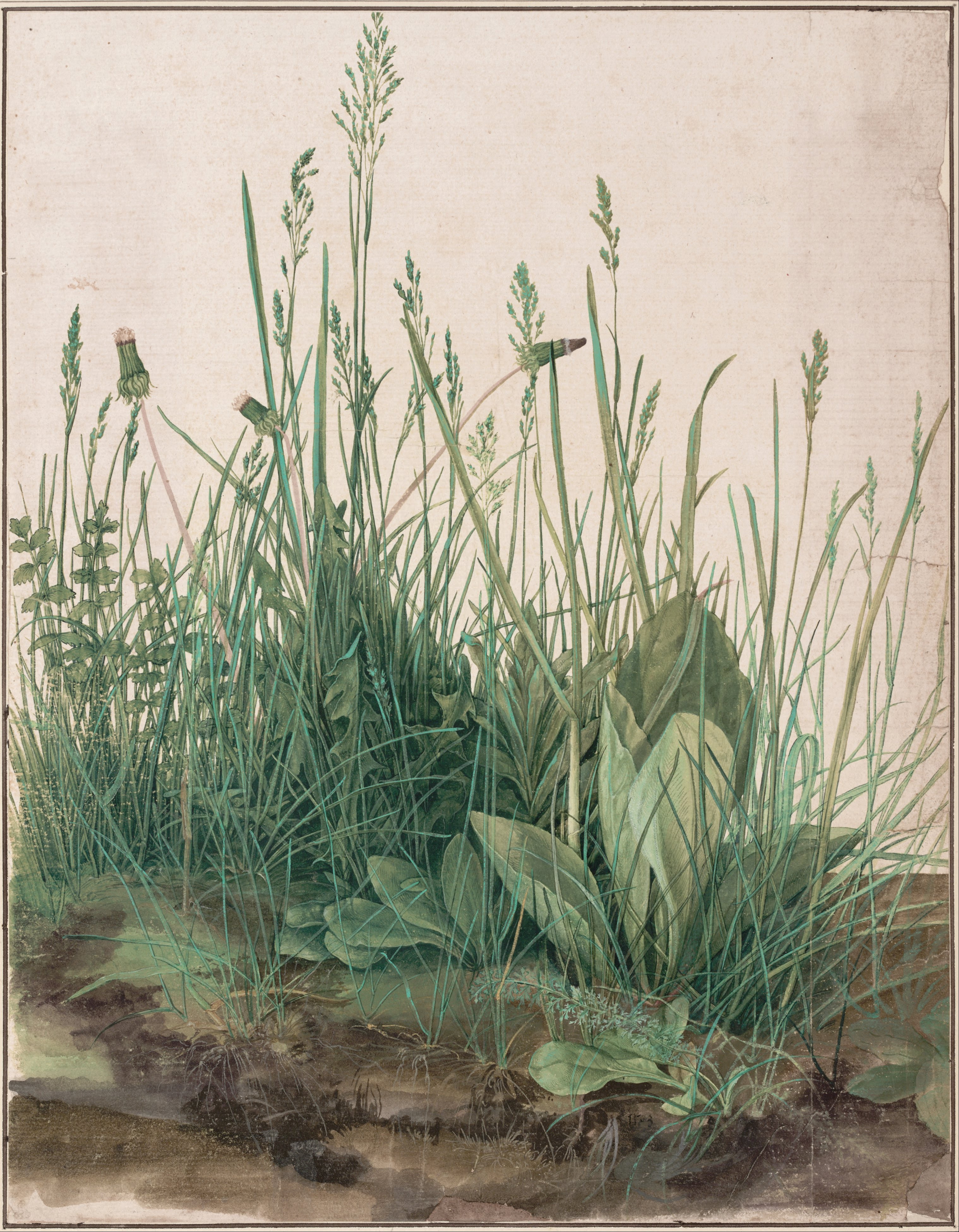 la Grande Touffe d'herbes Dürer