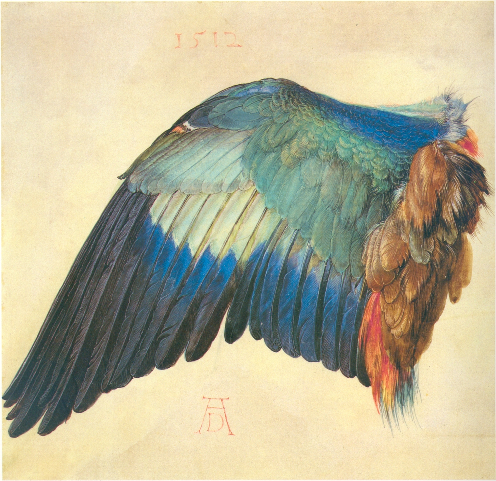 L'Aile de rollier Dürer
